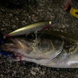 初ブローウィン80S