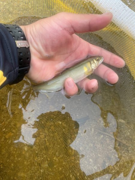 滋賀県　大戸川