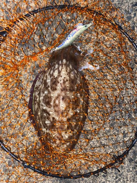 アオリではなくコウイカ