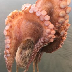 タコフィネスでキロタコ