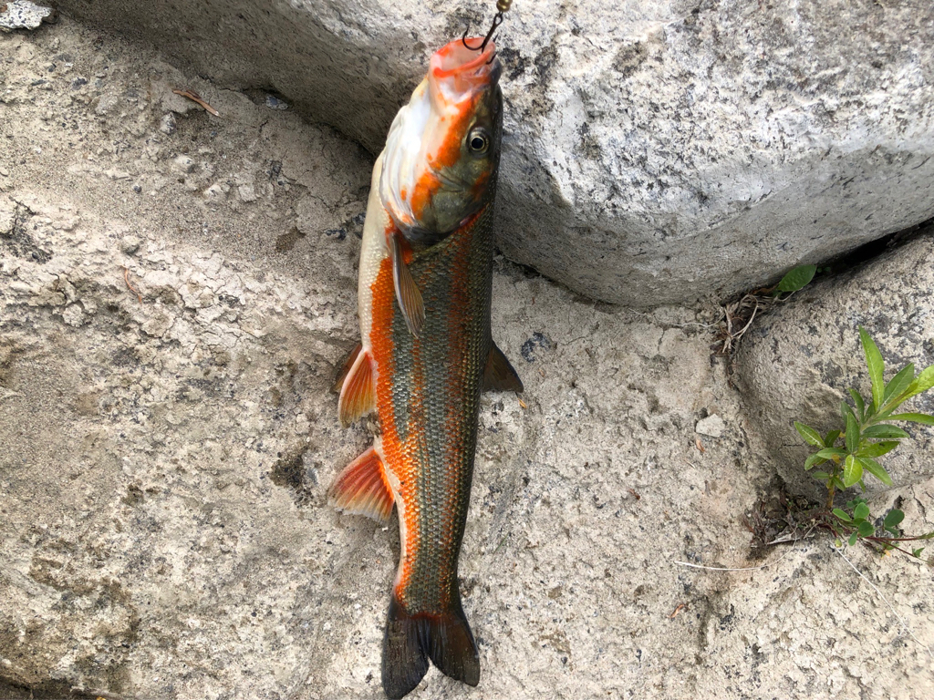 ほのぼの支流釣り