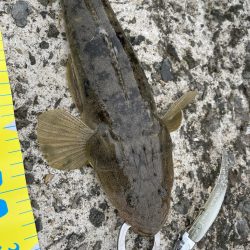 初投稿！小マゴチ！