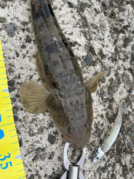 初投稿！小マゴチ！