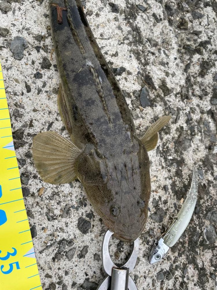 初投稿!小マゴチ!