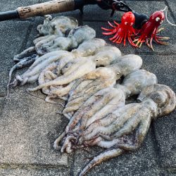 湾奥コスモ蛸散歩日記。新子7杯。。