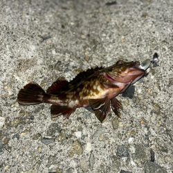 朝活　アコウ狙い