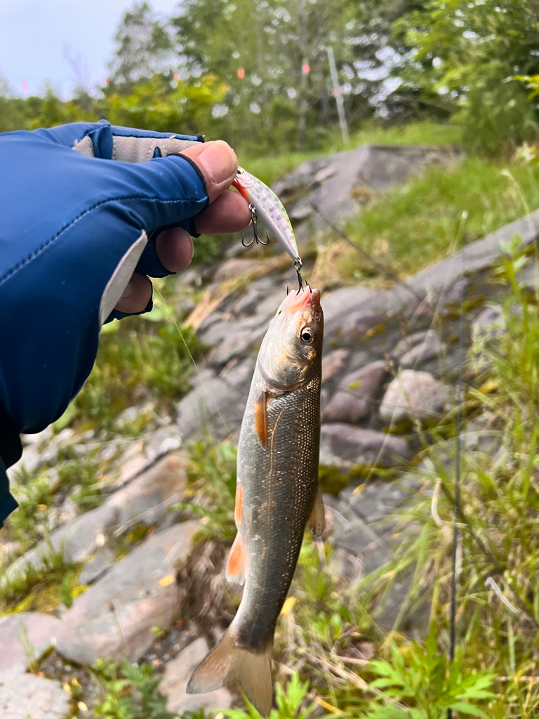 渓流ルアーフィッシング