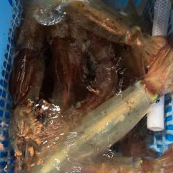 １５日マイカ半夜便