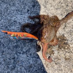 メバルは高活性