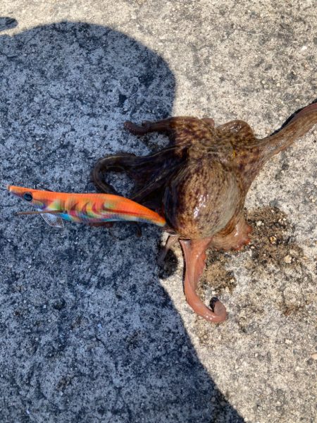 メバルは高活性