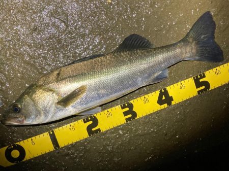 ナイトルアーフィッシング