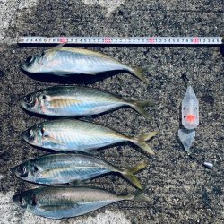 カゴ釣り尺アジ