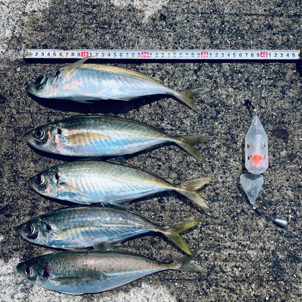 カゴ釣り尺アジ