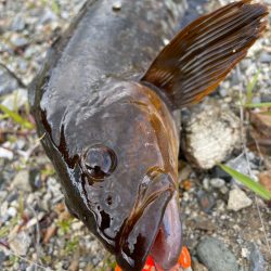 ロック、メバリング