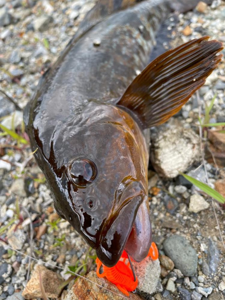 ロック、メバリング