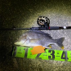 ヘチってきました