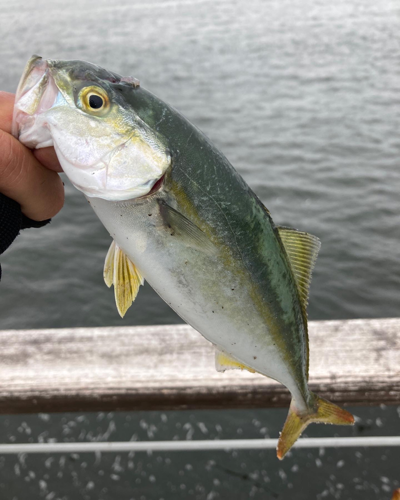 流行りの大阪湾ツバスゲーム。。。