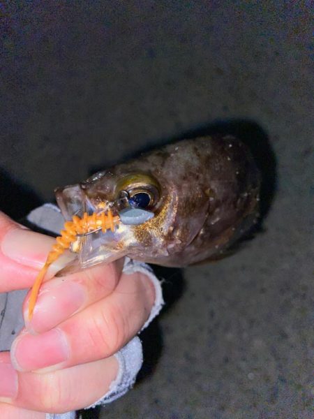 マイクロメバルでも