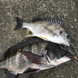 ヘチ釣り朝活！