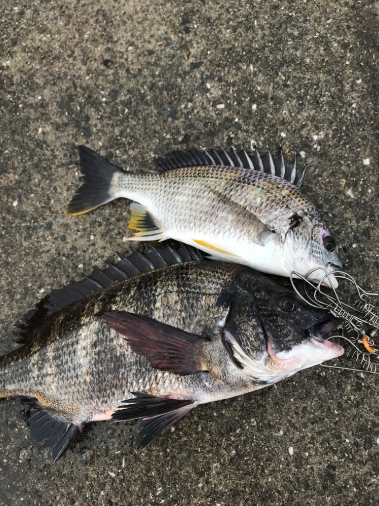 ヘチ釣り朝活！