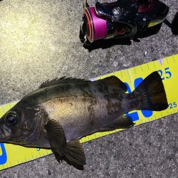 好調です、明石のメバル