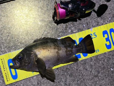 好調です、明石のメバル