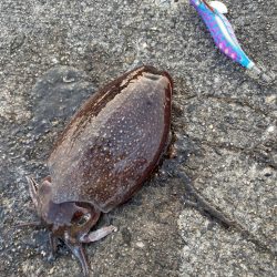 出勤前エギング2