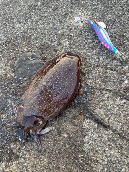 出勤前エギング2