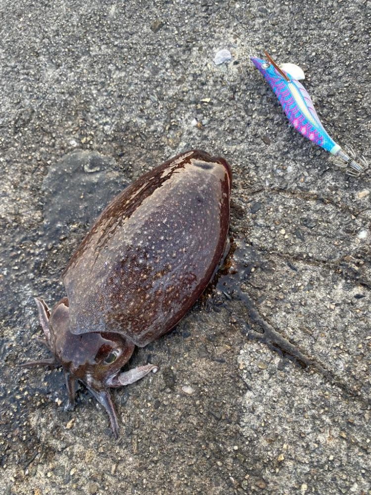 出勤前エギング2