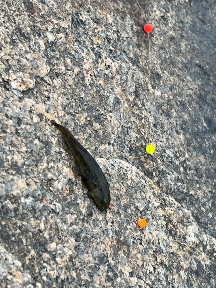 テナガエビ釣りなのに