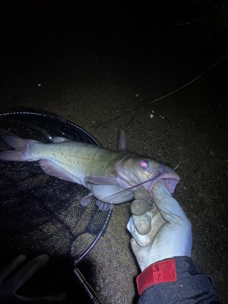 初の釣りでアメリカナマズ！