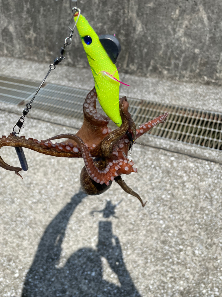 デジャブー⁉️⁉️