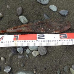 ホウボウとサメが釣れました