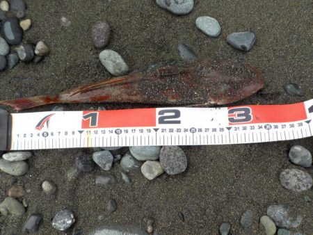 ホウボウとサメが釣れました