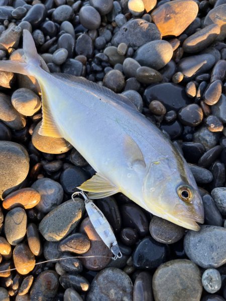 ジャックアイ豆マキマキでシオ連発