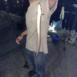 貝塚水路でアナゴ、タコ新子、アブシンかい