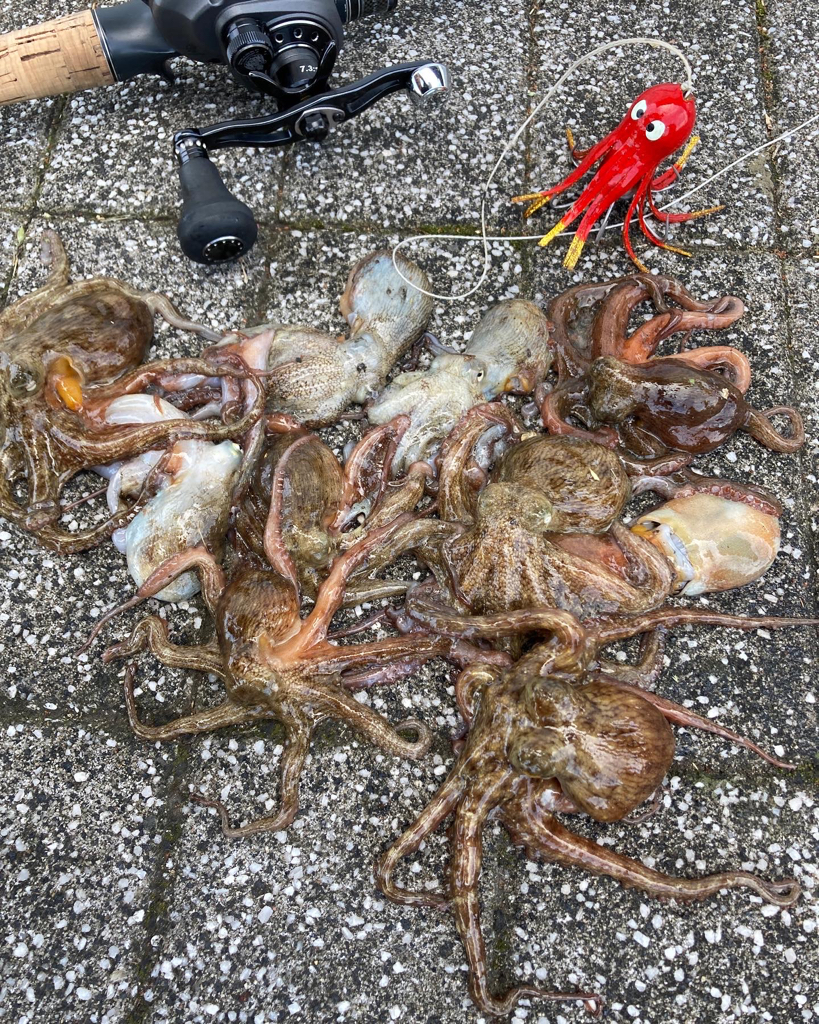 新子狩り。ツヌケ10杯。。。