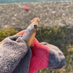 久しぶりのキス釣り