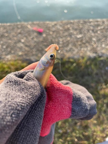 久しぶりのキス釣り
