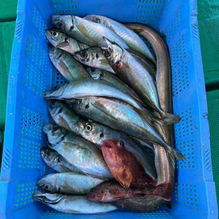 泉州丸さんでアジ五目釣り