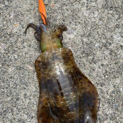 地元でエギング、アジング