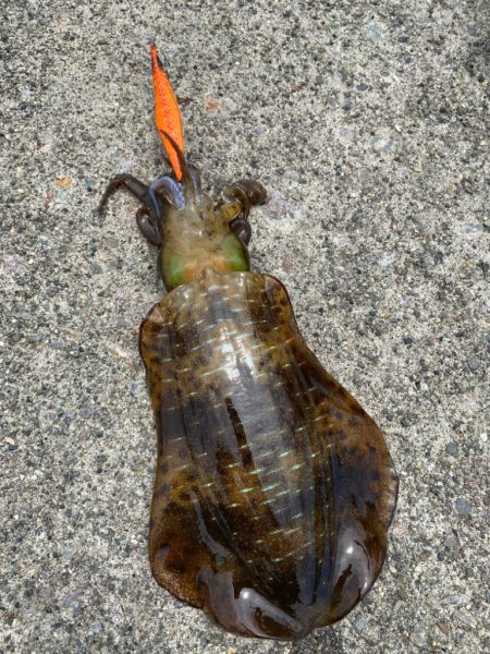 地元でエギング、アジング