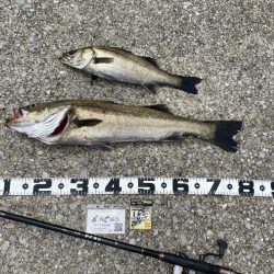 釣り始め50分でハネ。