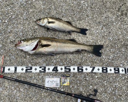 釣り始め50分でハネ。