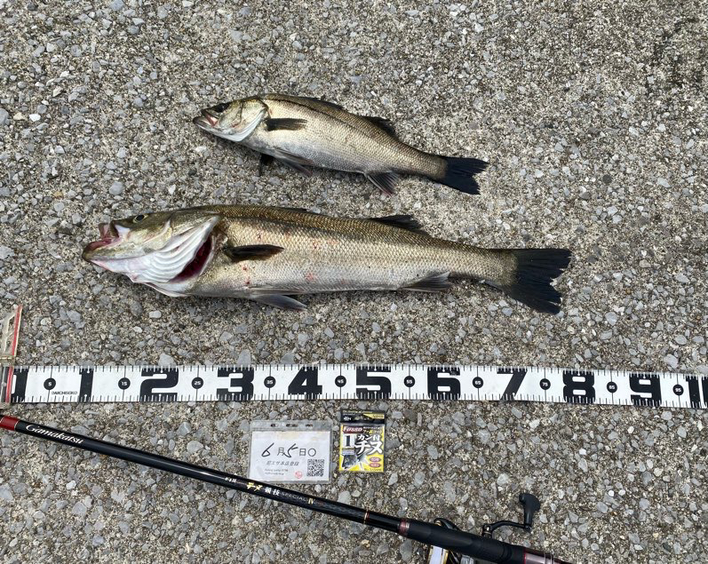 釣り始め50分でハネ。