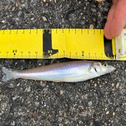 小さいキスが良く釣れました