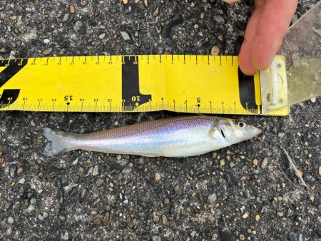 小さいキスが良く釣れました