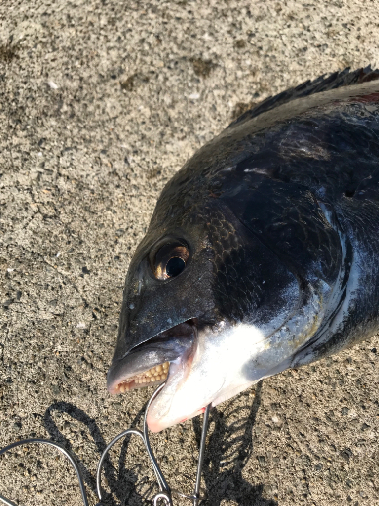 大粒イガイびっしり