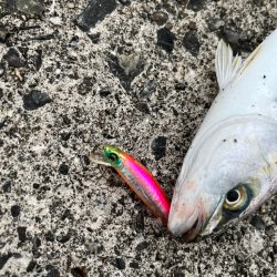 ブリ狙でモジャコに癒される