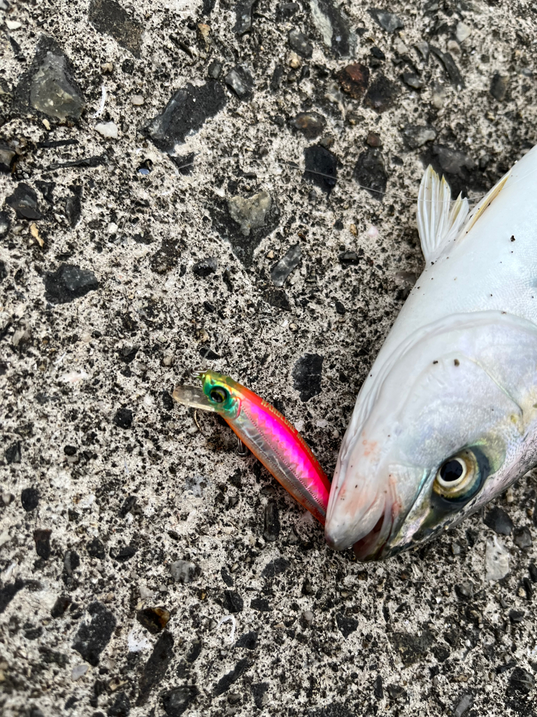 ブリ狙でモジャコに癒される